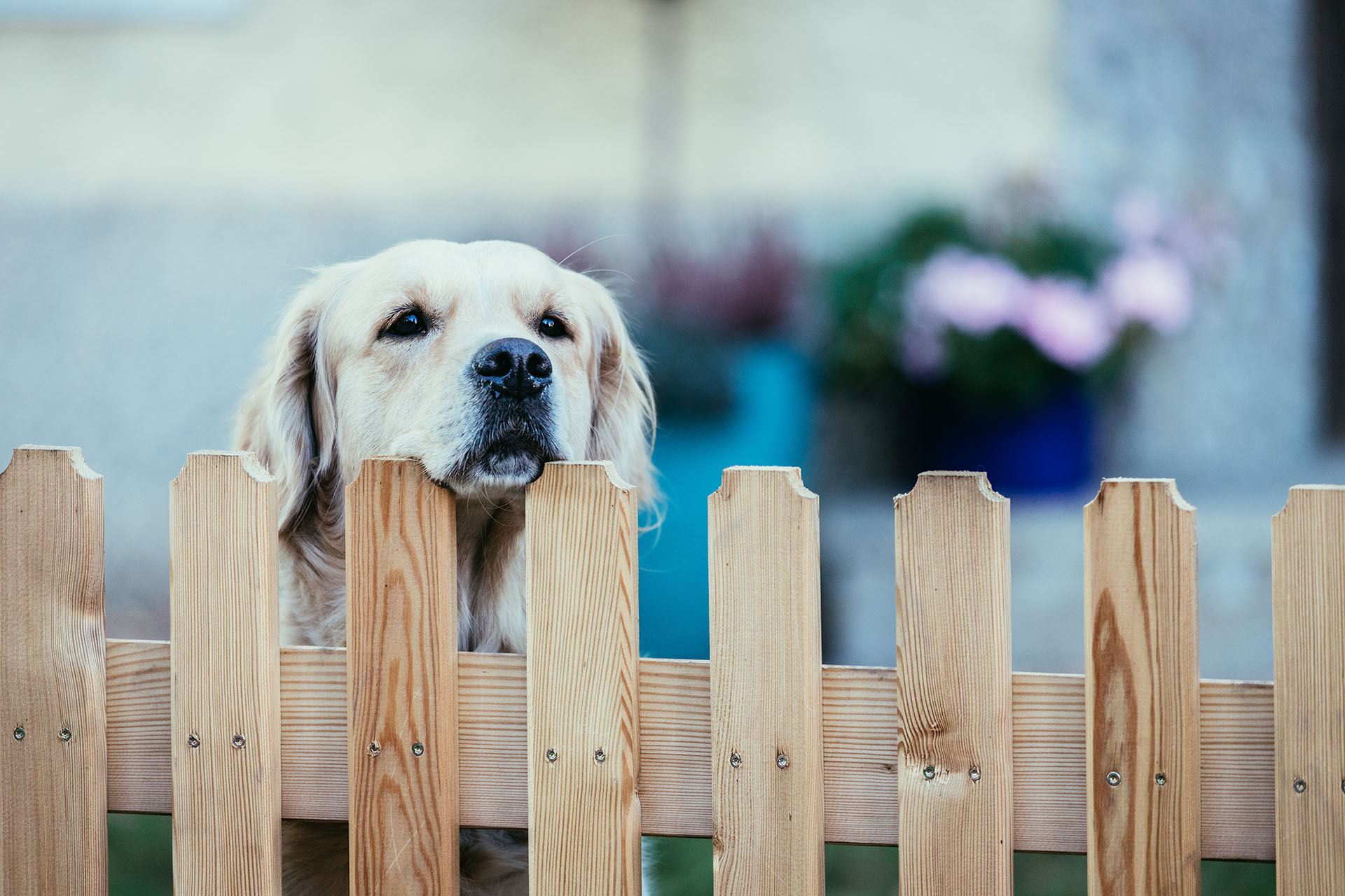 What Is the Best Material for a Dog Fence? - Bravo Fence Company