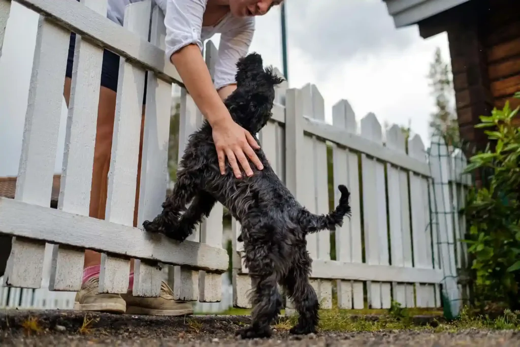 Miniature black schnauzer meet his owner near white fence.