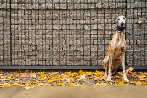 Which Fence is Best for Dog Owners