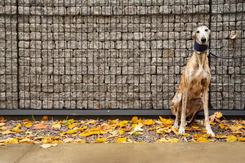 Which Fence is Best for Dog Owners