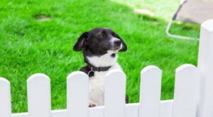 The best white picket fence for small dogs is a vinyl one that's tall enough for your needs!