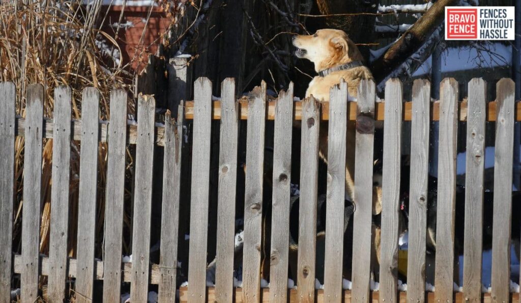 Dog-Friendly Fence