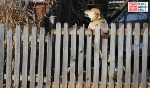 Dog-Friendly Fence