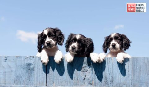 Pet-Safe Fencing Options