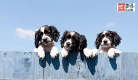 Pet-Safe Fencing Options