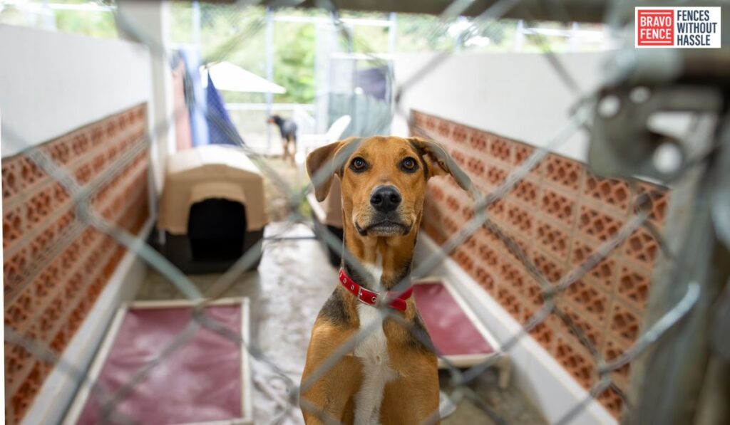 DIY Dog Fence