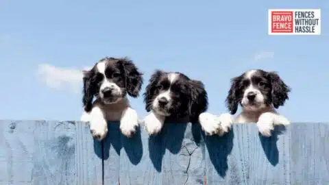 dog protection fencing
