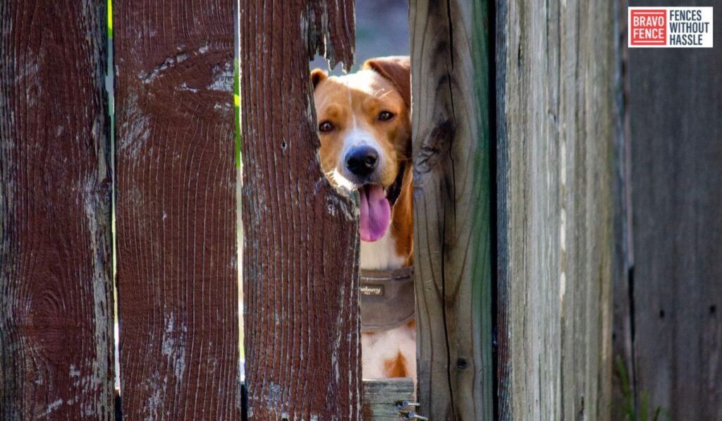 DIY Dog Fence