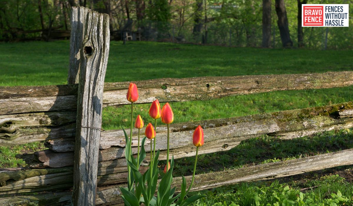 Cedar Fence Maintenance