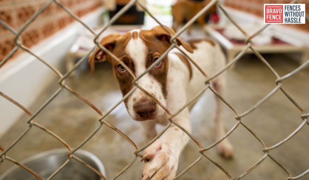 Dog-Friendly Fence Materials