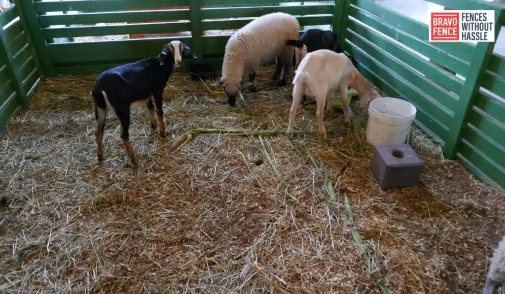 Pet-Safe Fencing Options