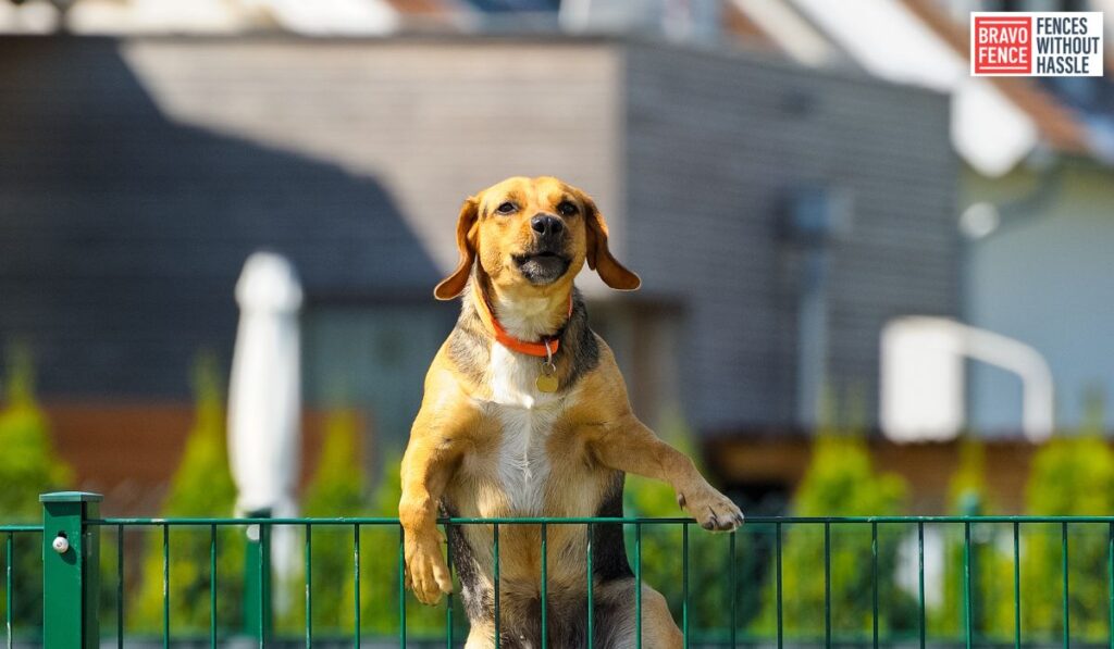 best material for a dog fence