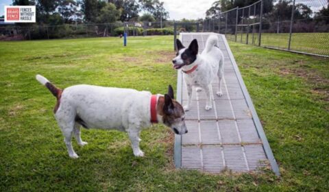 Dog-Friendly Fenced Yard