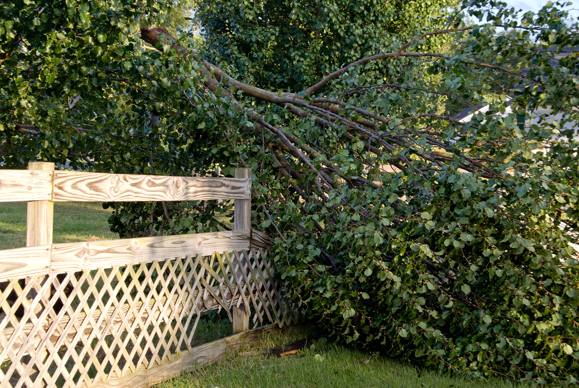 Fallen tree on a wood fence
