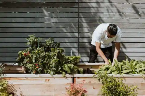 Best Garden Fence