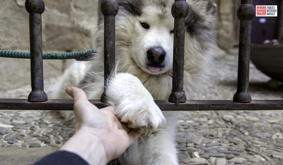 Dog Friendly Fence