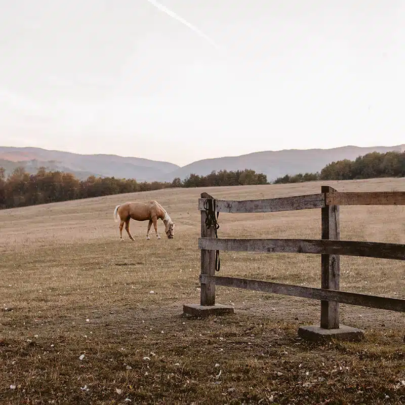 Fences for a Ranch