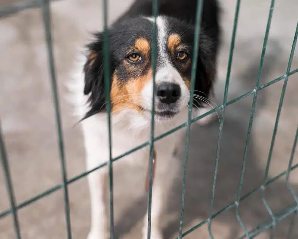 Understanding Your Dog's Behavior: Insights for Pet Owners